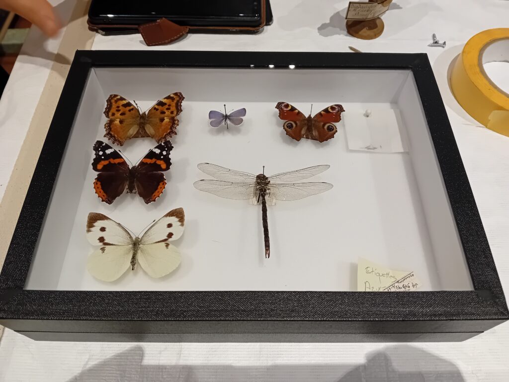 Dans les coulisses de l'exposition Cueillir le vivant, saisir l'éphémère du Muséum d'Autun
