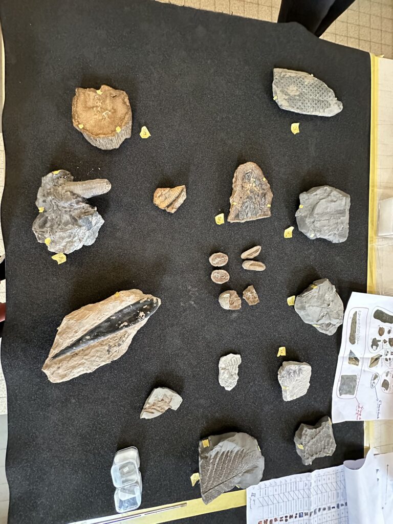 Dans les coulisses de l'exposition Cueillir le vivant, saisir l'éphémère du Muséum d'Autun