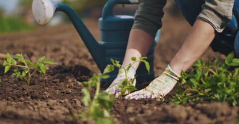 Jardins familiaux : il reste des parcelles à louer !