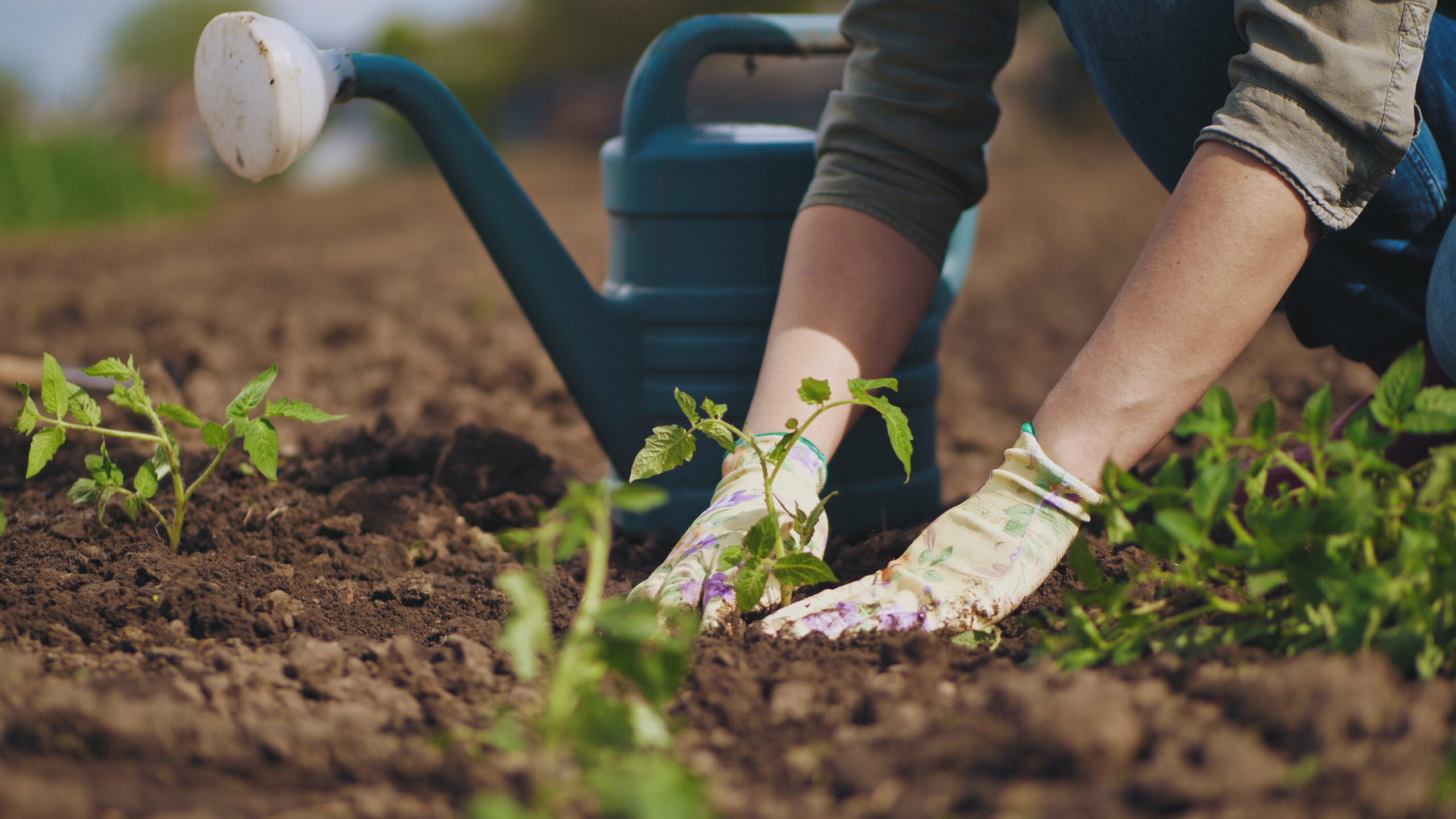Jardins familiaux : il reste des parcelles à louer !