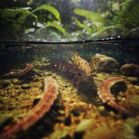 Une redécouverte scientifique majeure au Muséum d’histoire naturelle d’Autun