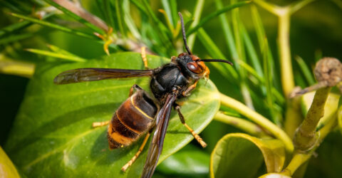 Une aide financière pour la destruction des nids de frelons asiatiques