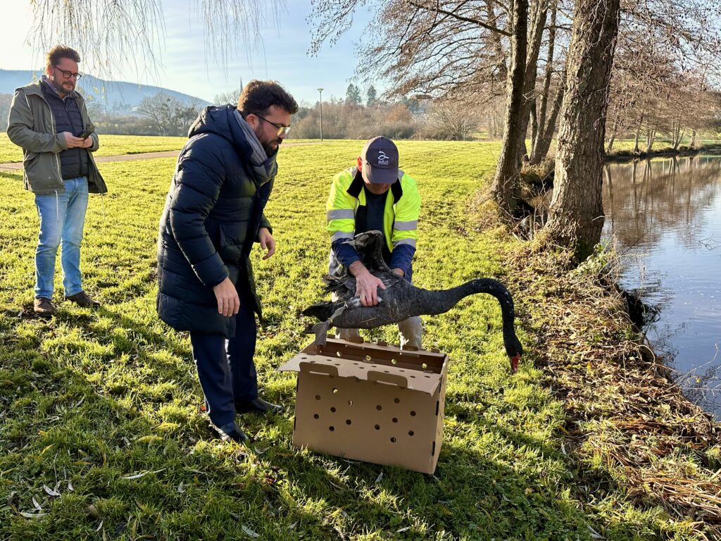 Deux cygnes noirs rejoignent le plan d’eau du Vallon