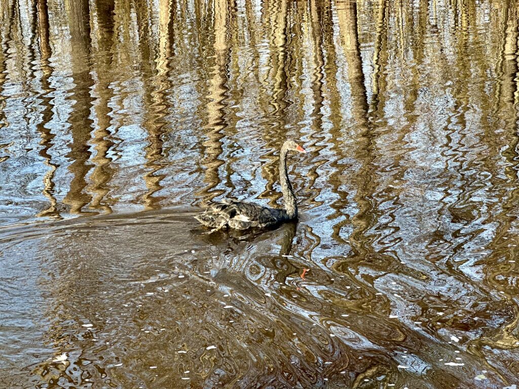 Deux cygnes noirs rejoignent le plan d’eau du Vallon