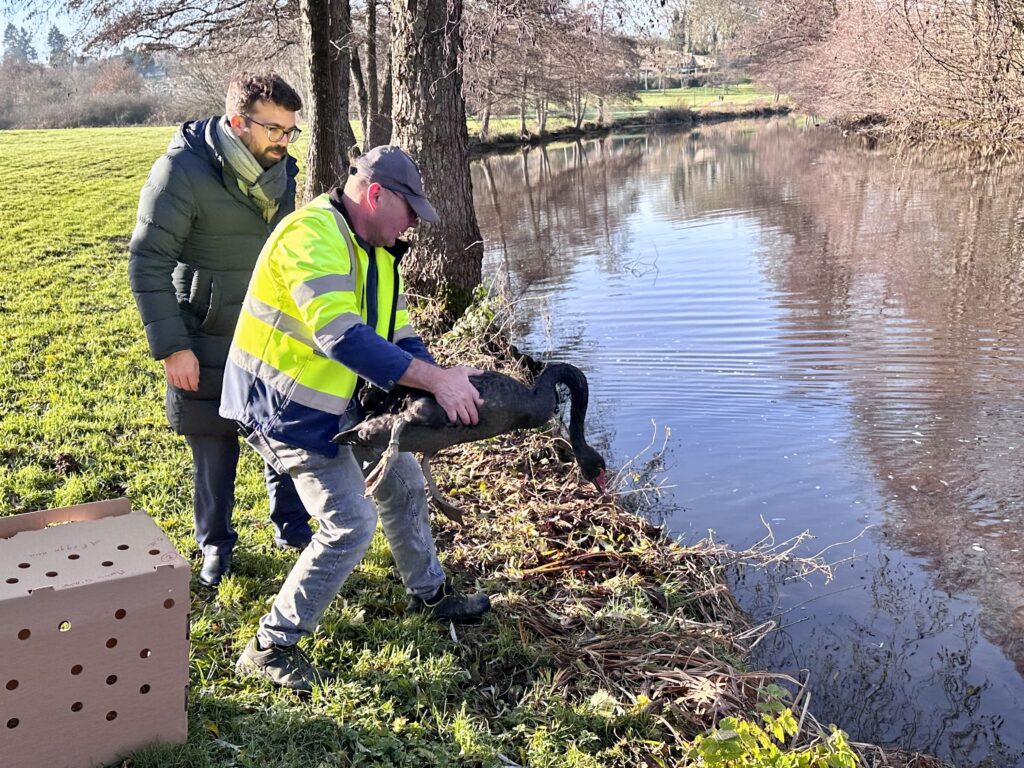 Deux cygnes noirs rejoignent le plan d’eau du Vallon
