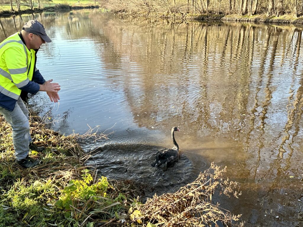 Deux cygnes noirs rejoignent le plan d’eau du Vallon
