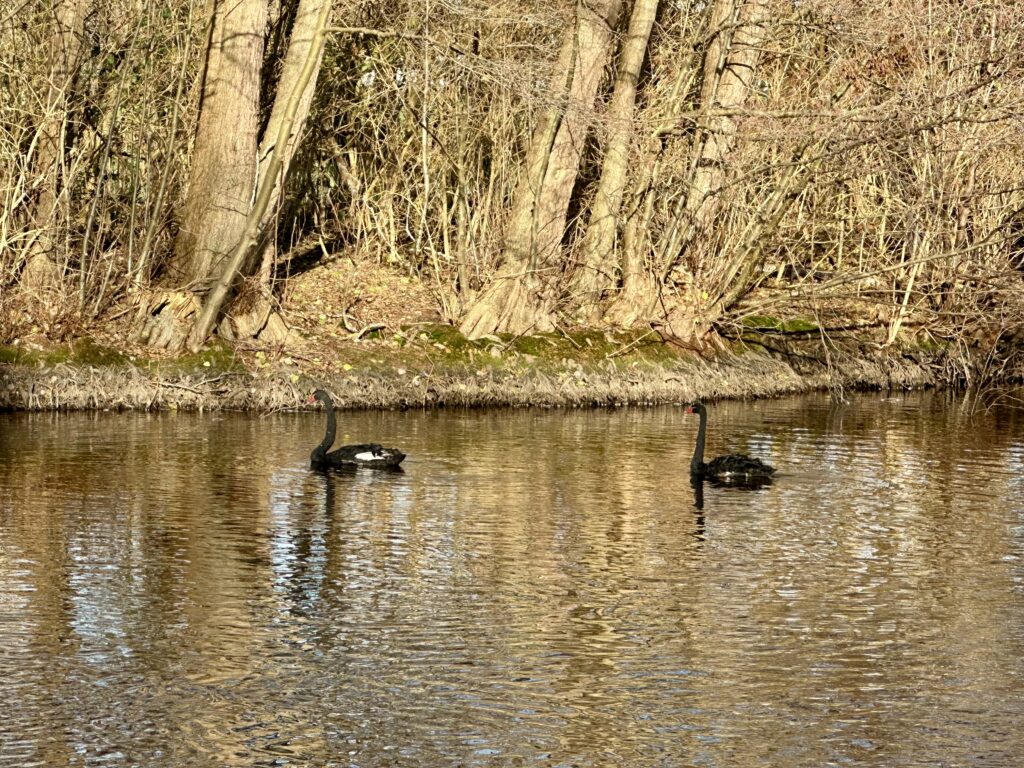 Deux cygnes noirs rejoignent le plan d’eau du Vallon