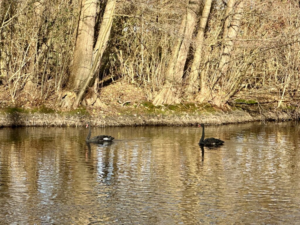 Deux cygnes noirs rejoignent le plan d’eau du Vallon