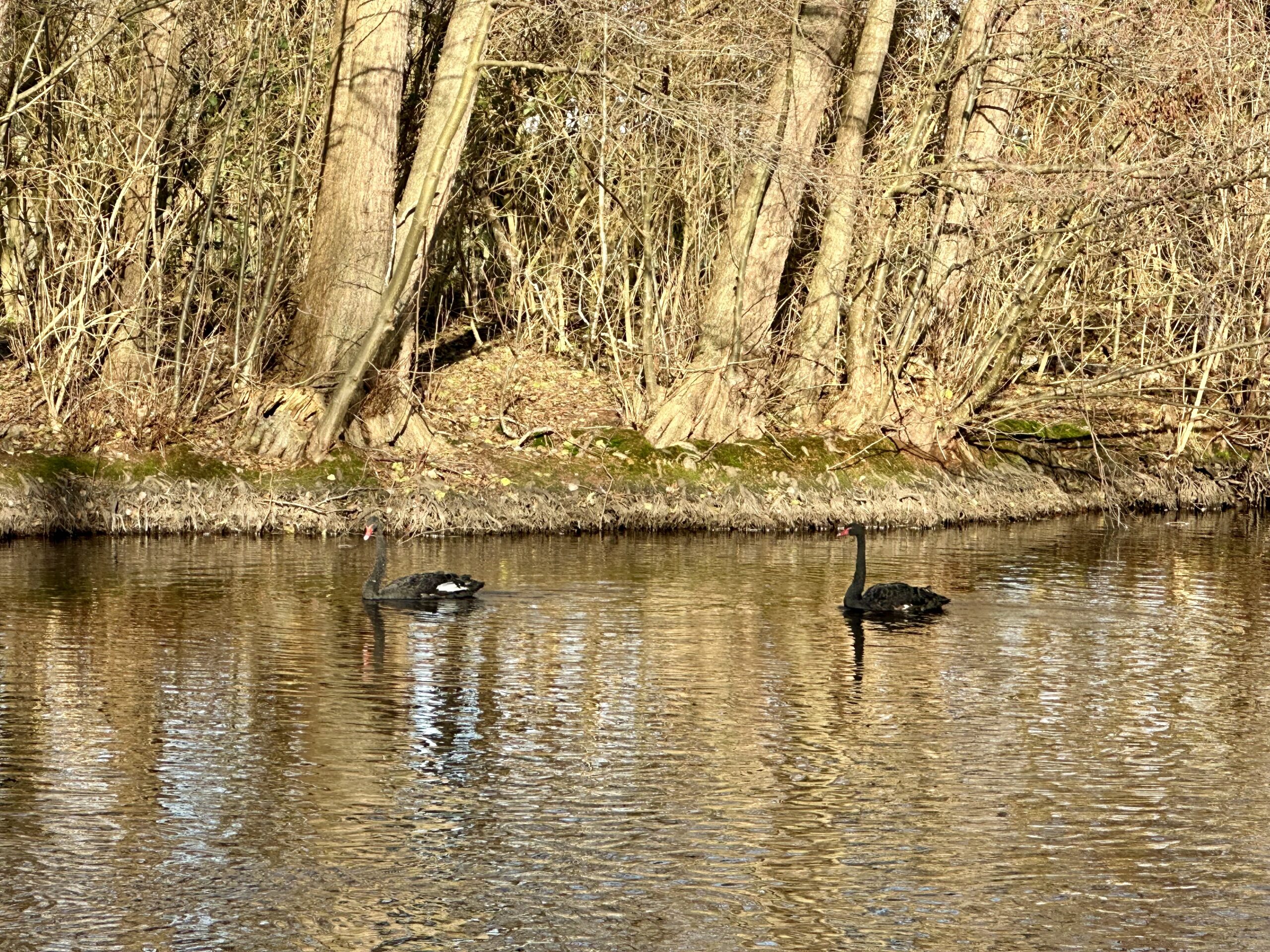 Deux cygnes noirs rejoignent le plan d’eau du Vallon