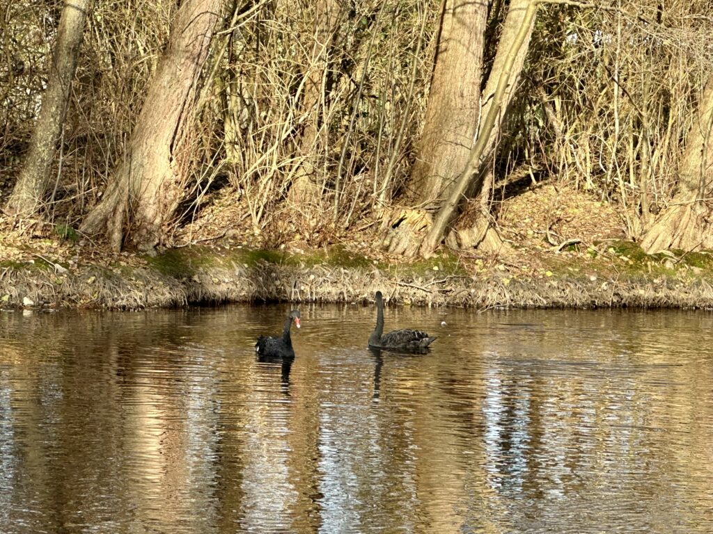 Deux cygnes noirs rejoignent le plan d’eau du Vallon