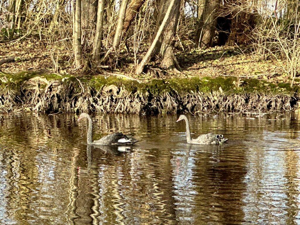 Deux cygnes noirs rejoignent le plan d’eau du Vallon