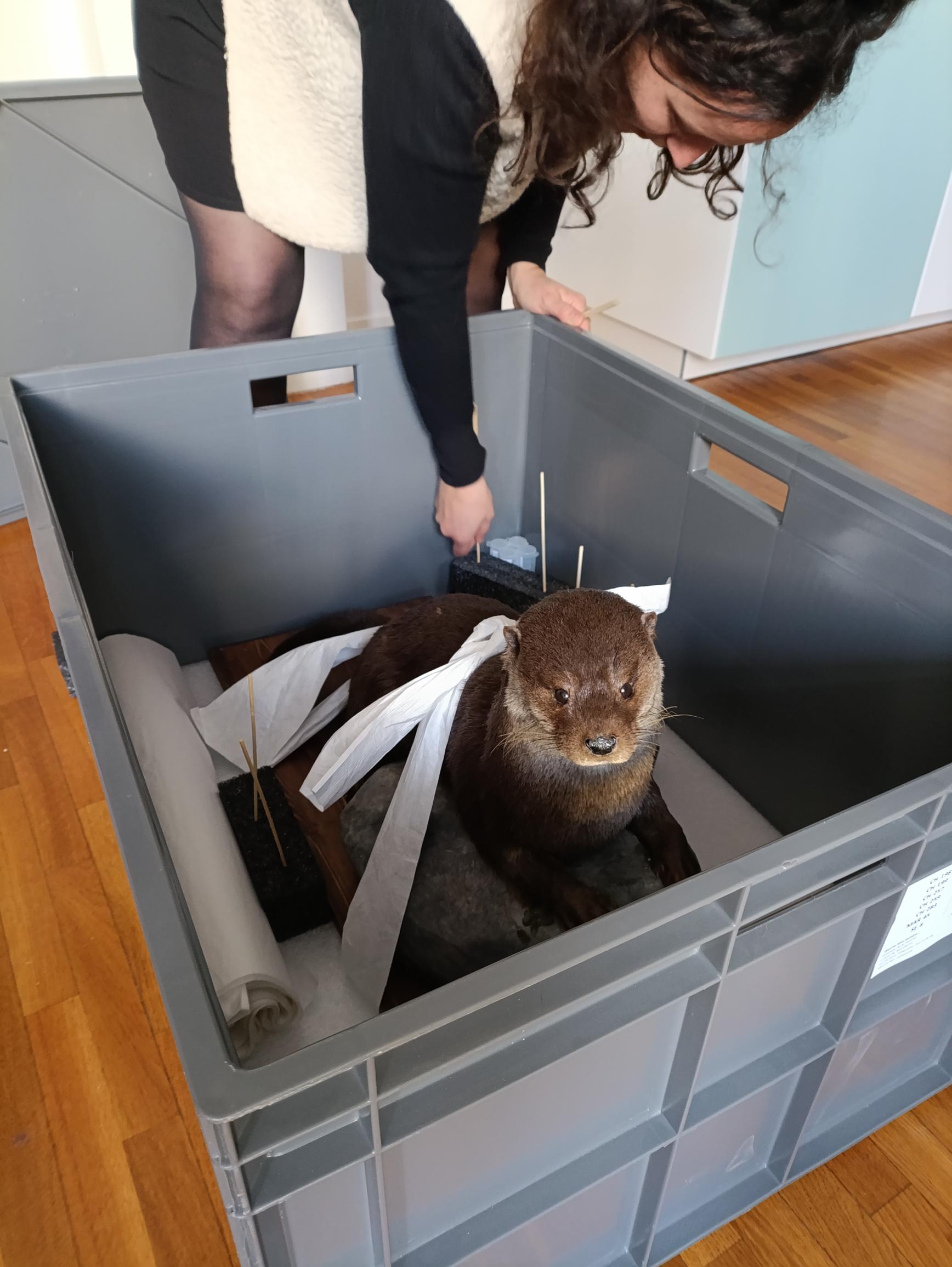 Une loutre d’Europe au Muséum d’histoire naturelle