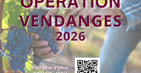Opération vendanges 2026 Cilef
